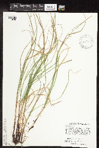 Carex woodii image