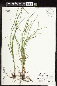 Carex woodii image