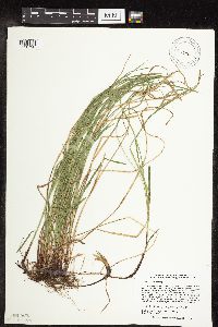 Carex woodii image