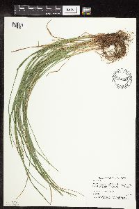 Carex woodii image