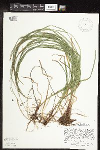 Carex woodii image