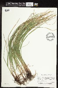 Carex woodii image