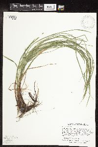 Carex woodii image