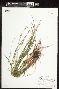 Carex woodii image
