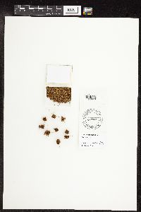 Carex microptera image