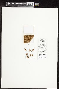 Carex microptera image