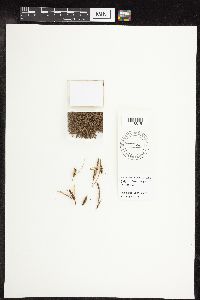 Carex pellita image