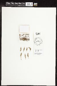Carex praegracilis image