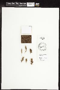 Carex praegracilis image