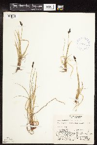 Carex bigelowii image