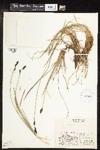 Carex bigelowii image