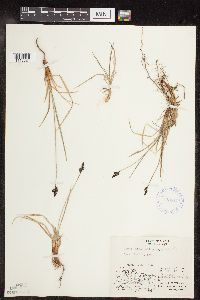 Carex bigelowii image
