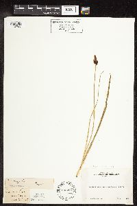 Carex bigelowii image