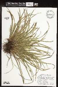 Carex backii image