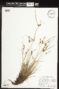 Carex cryptolepis image