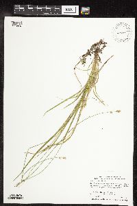 Carex deweyana var. deweyana image