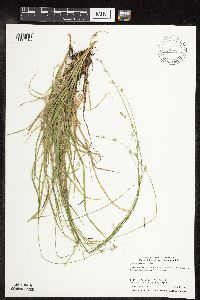 Carex deweyana var. deweyana image