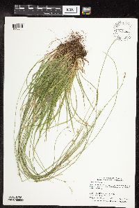 Carex deweyana var. deweyana image