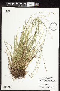 Carex deweyana var. deweyana image