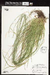 Carex deweyana image