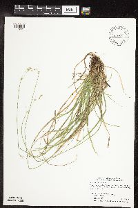 Carex deweyana var. deweyana image