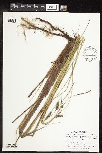 Carex lasiocarpa image