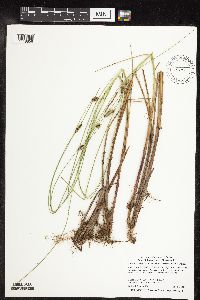 Carex lasiocarpa image