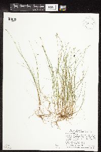 Carex leptalea image