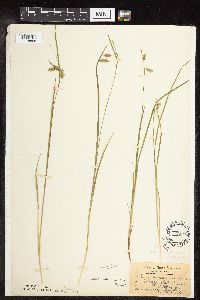 Carex magellanica subsp. irrigua image
