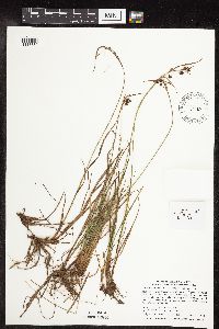 Carex magellanica subsp. irrigua image