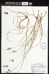 Carex magellanica subsp. irrigua image
