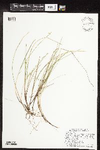 Carex pauciflora image