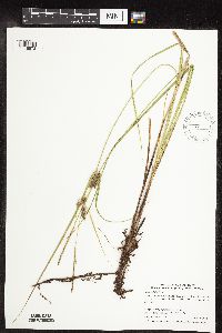 Carex pellita image
