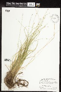 Carex radiata image