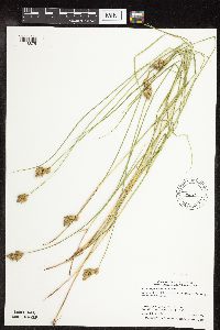 Carex scoparia image