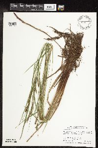 Carex stricta image