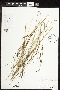 Carex stricta image