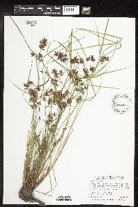 Cyperus diandrus image
