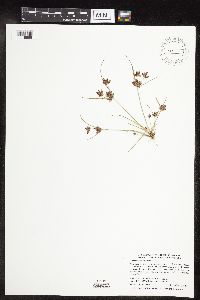 Cyperus diandrus image