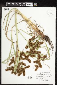 Cyperus erythrorhizos image