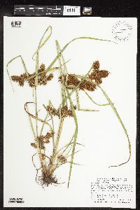 Cyperus erythrorhizos image