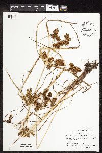Cyperus erythrorhizos image
