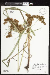 Cyperus erythrorhizos image