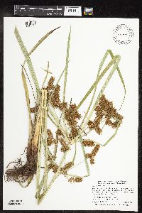 Cyperus erythrorhizos image
