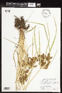 Cyperus erythrorhizos image