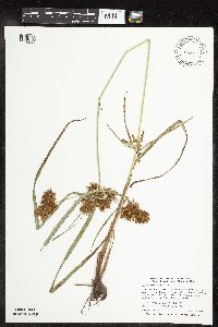 Cyperus erythrorhizos image