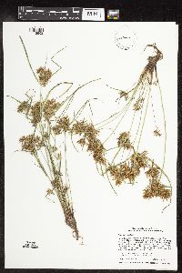 Cyperus odoratus image