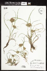 Cyperus odoratus image