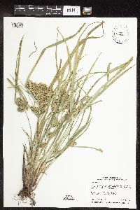 Cyperus odoratus image