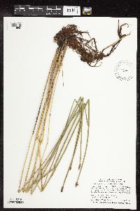 Eleocharis palustris image